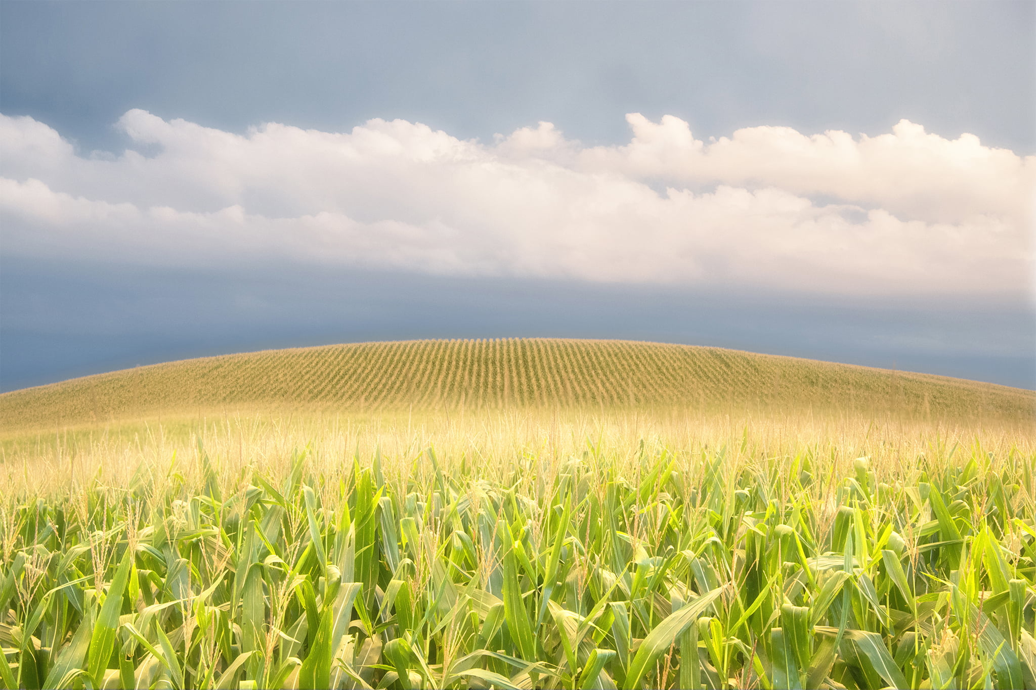 FARTHER - Corn Field South Dakota Photograph - Franklin Arts