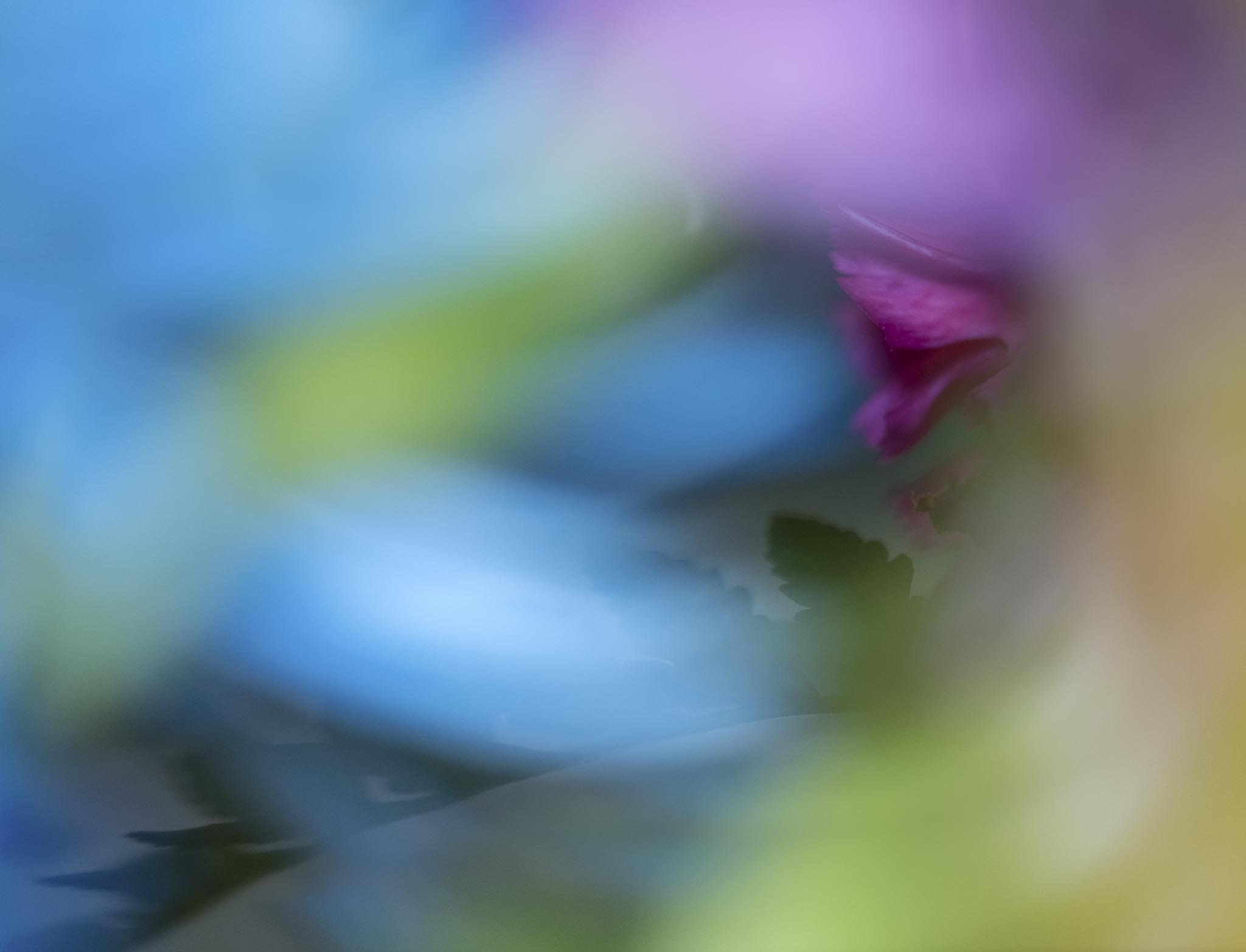 Abstract purple, blue, green flower photo