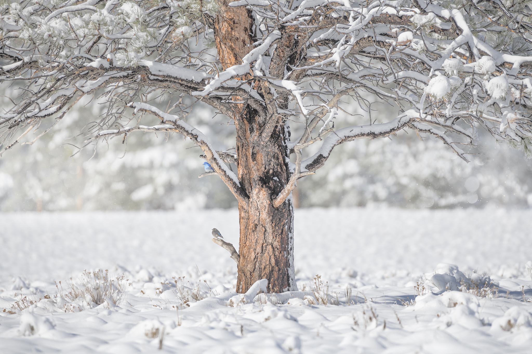 Two Birds Sitting in Snowy Tree Picture