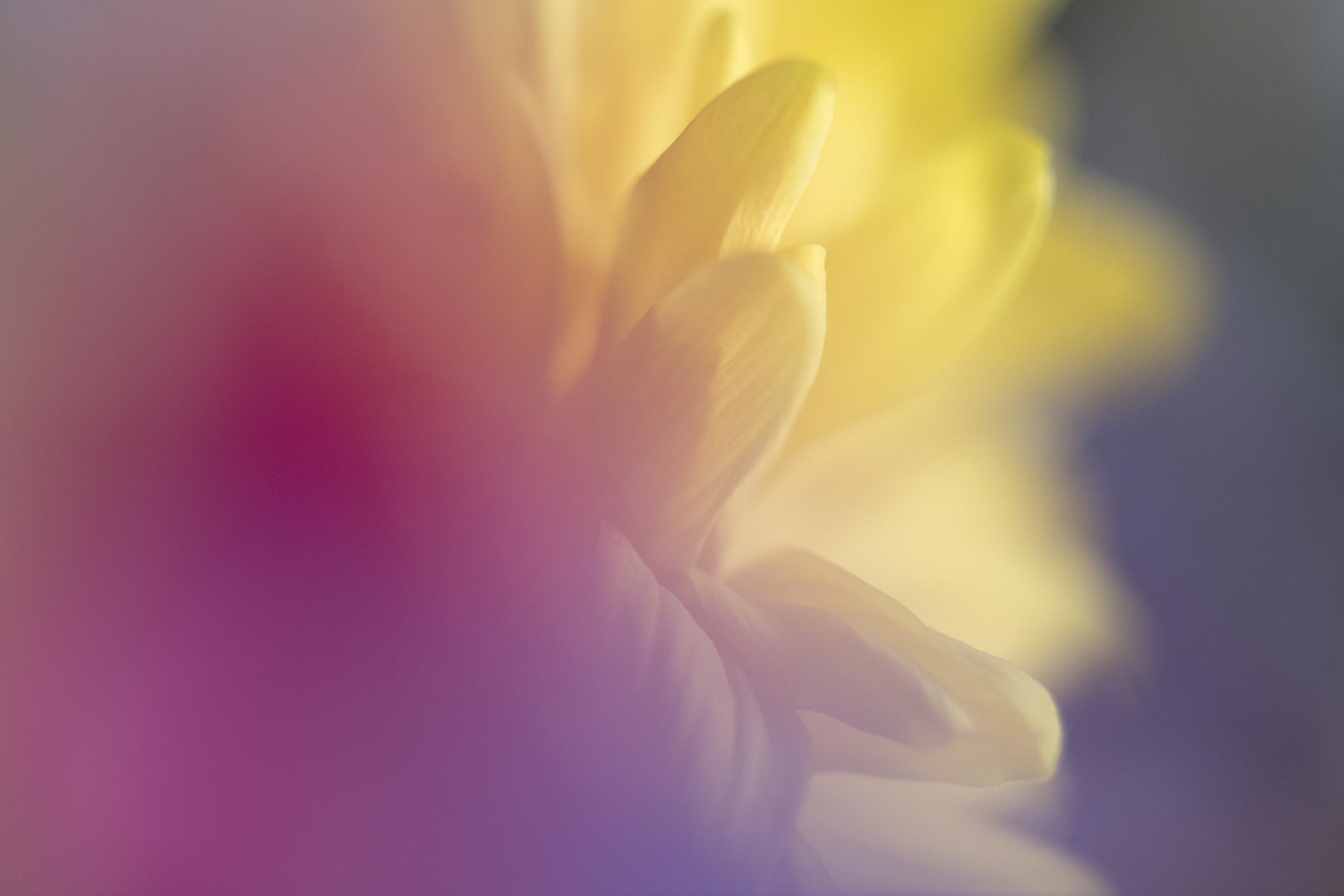 Yellow flower petals