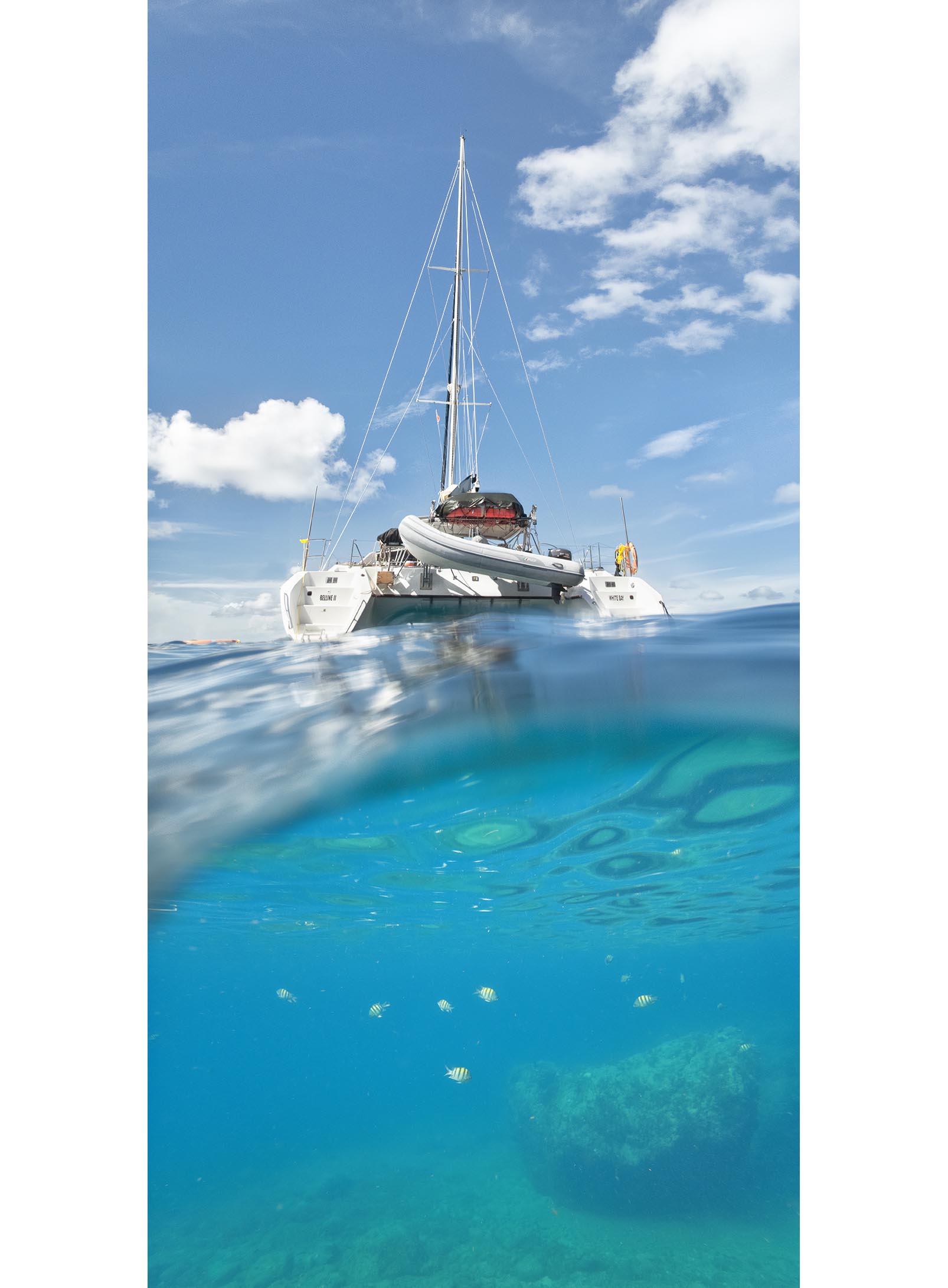 Yellow Tropical Fish Under Catamaran