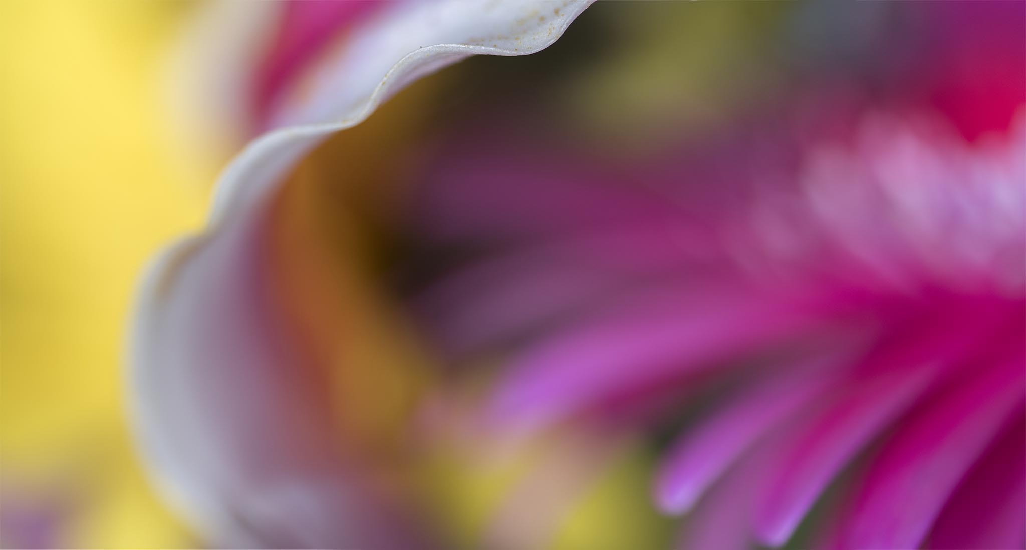 Colorful abstract flower picture