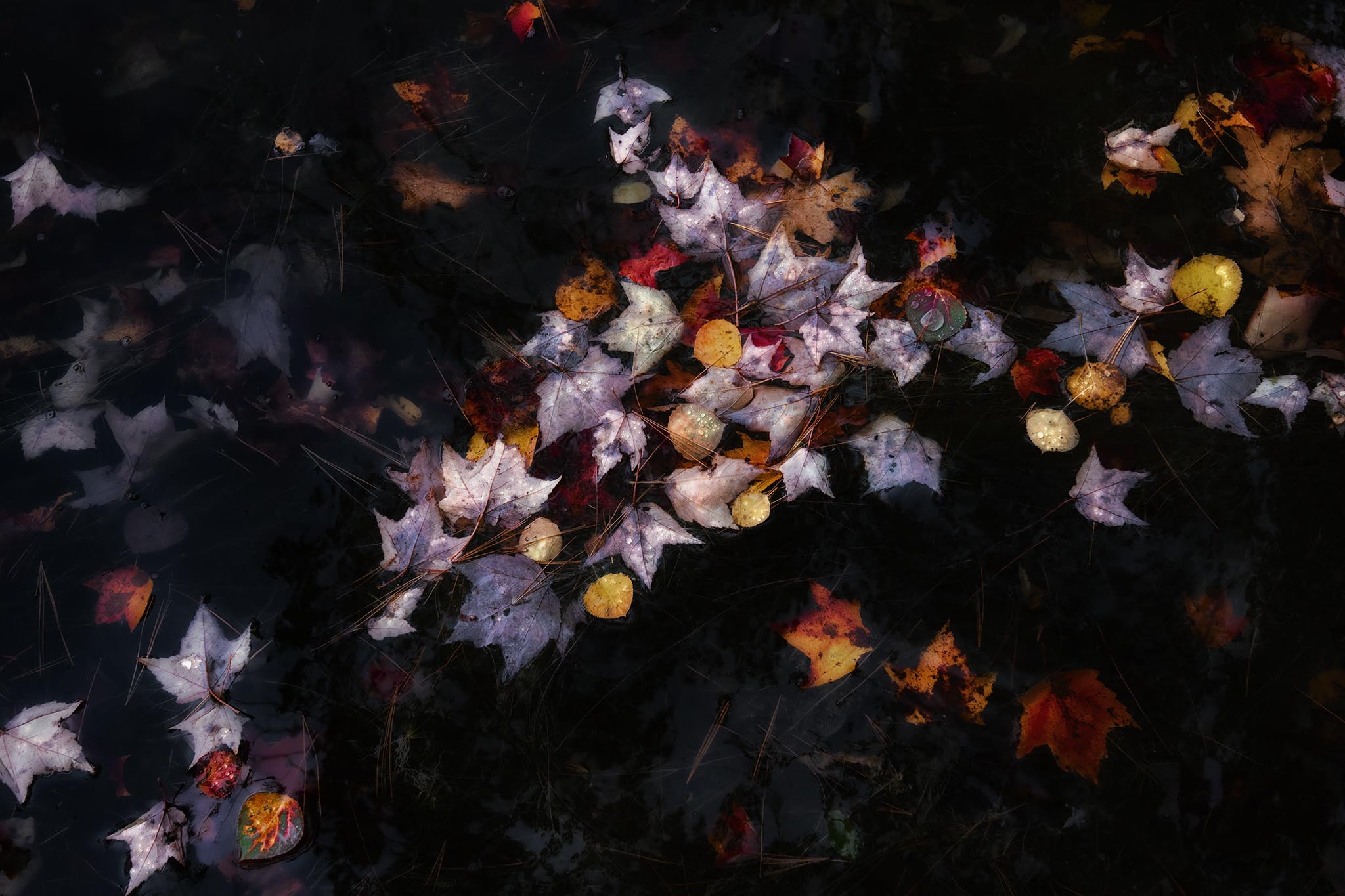 Fall leaves on water