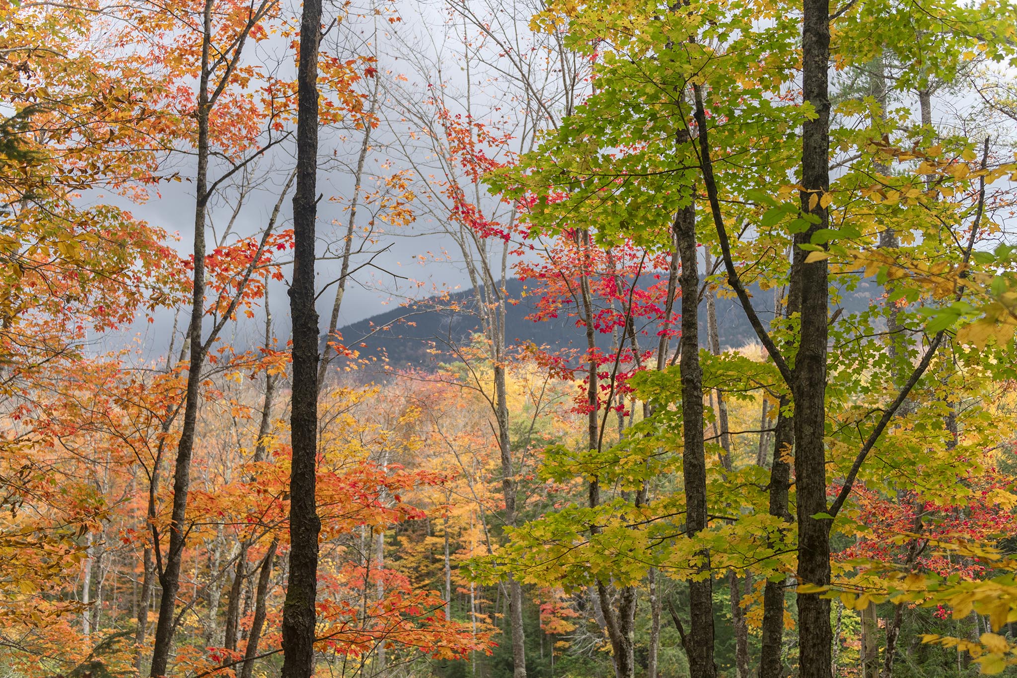 Colorful fall trees