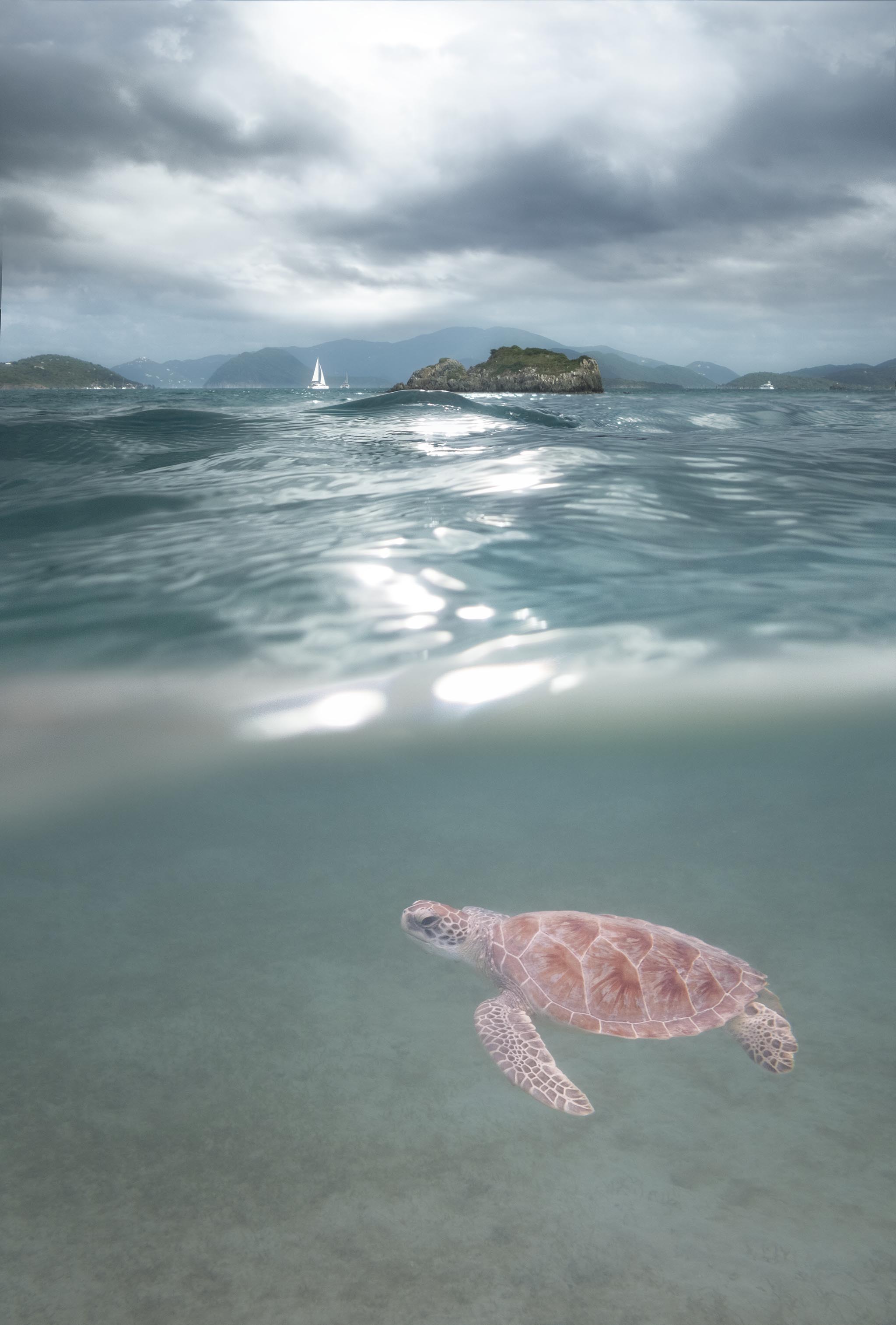 Sea Turtle Swims in Dramatic Light