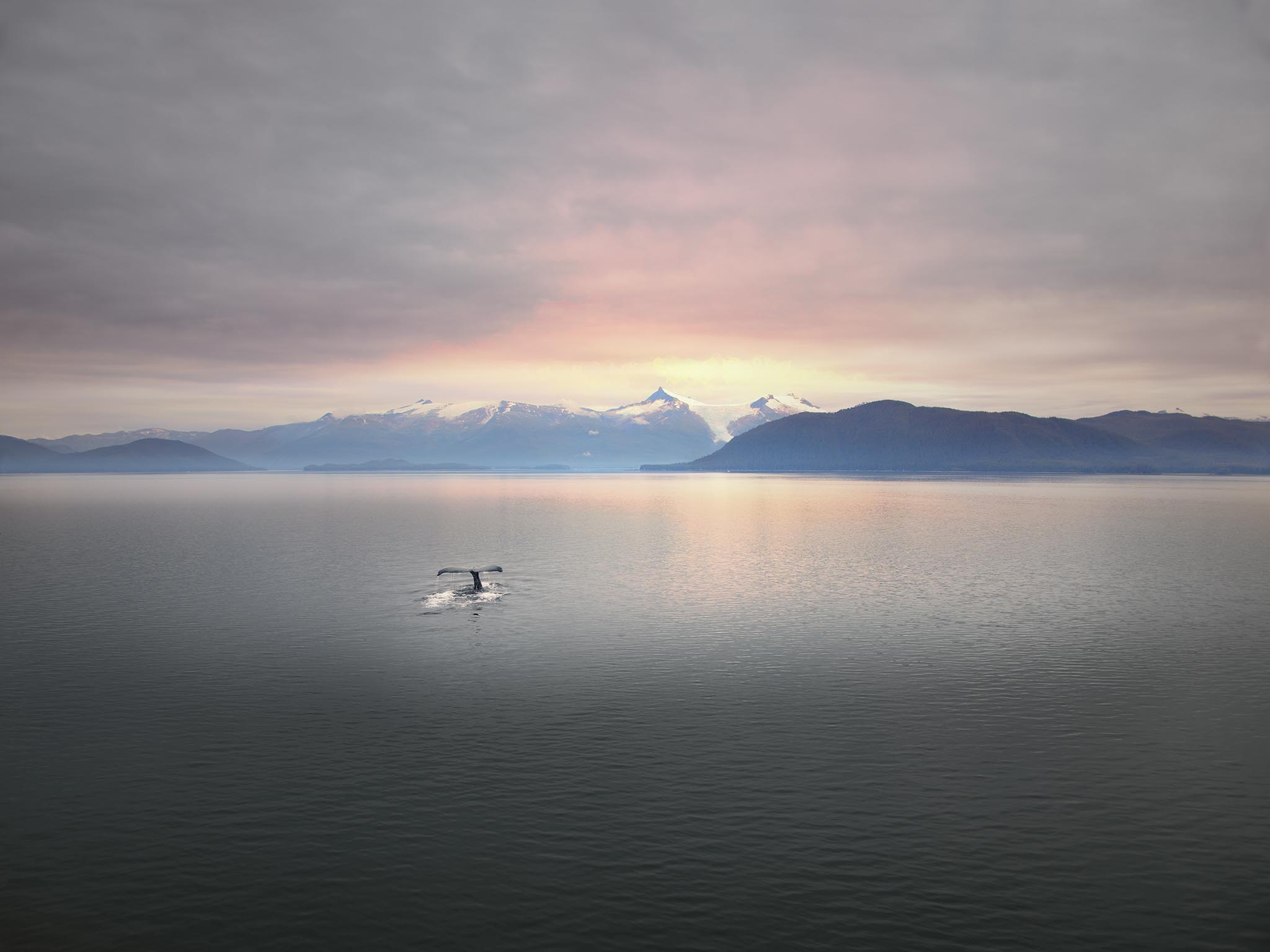 Picture of Whale Tail in Sunset