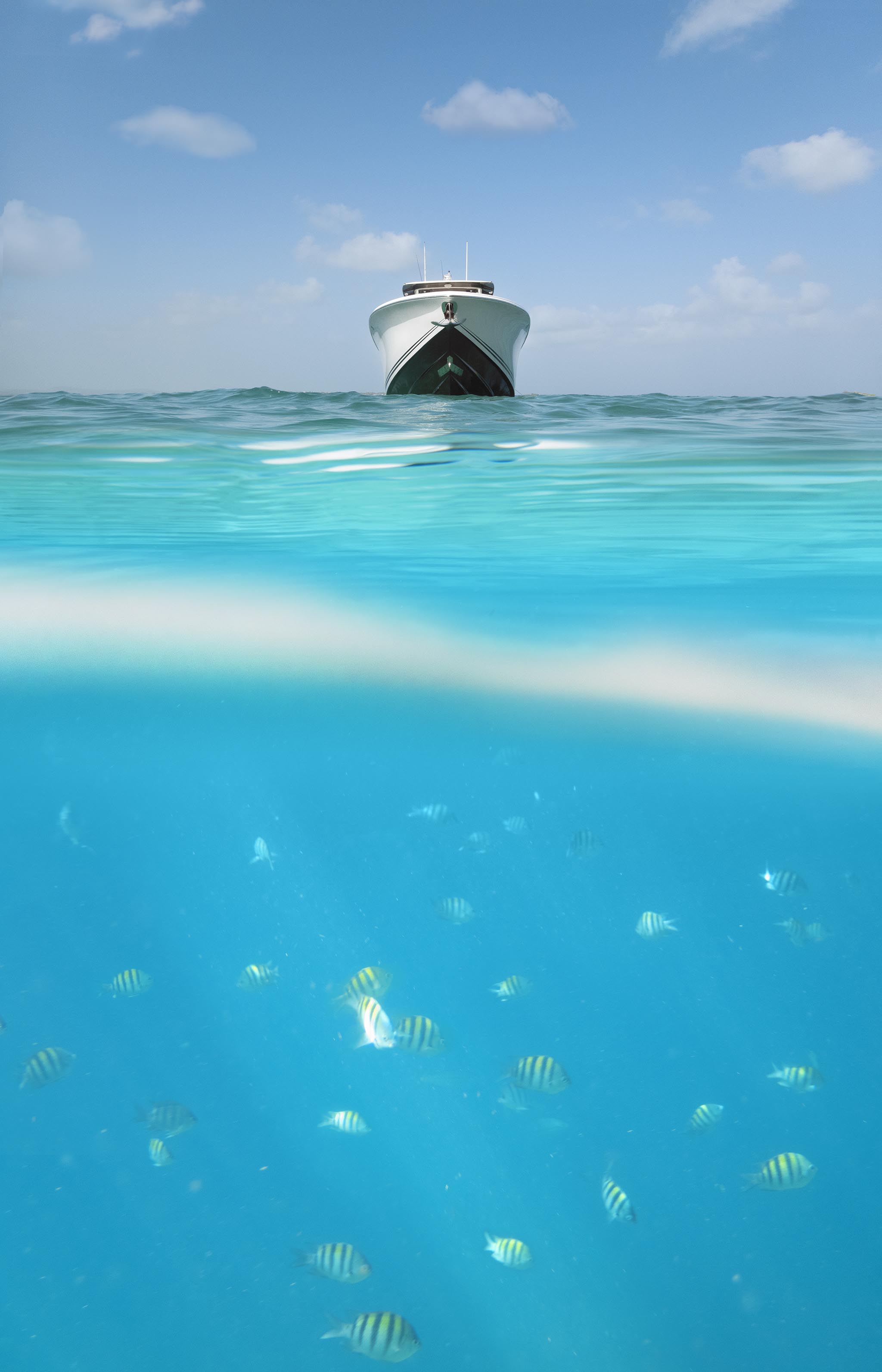 Fish Swim Under Boat