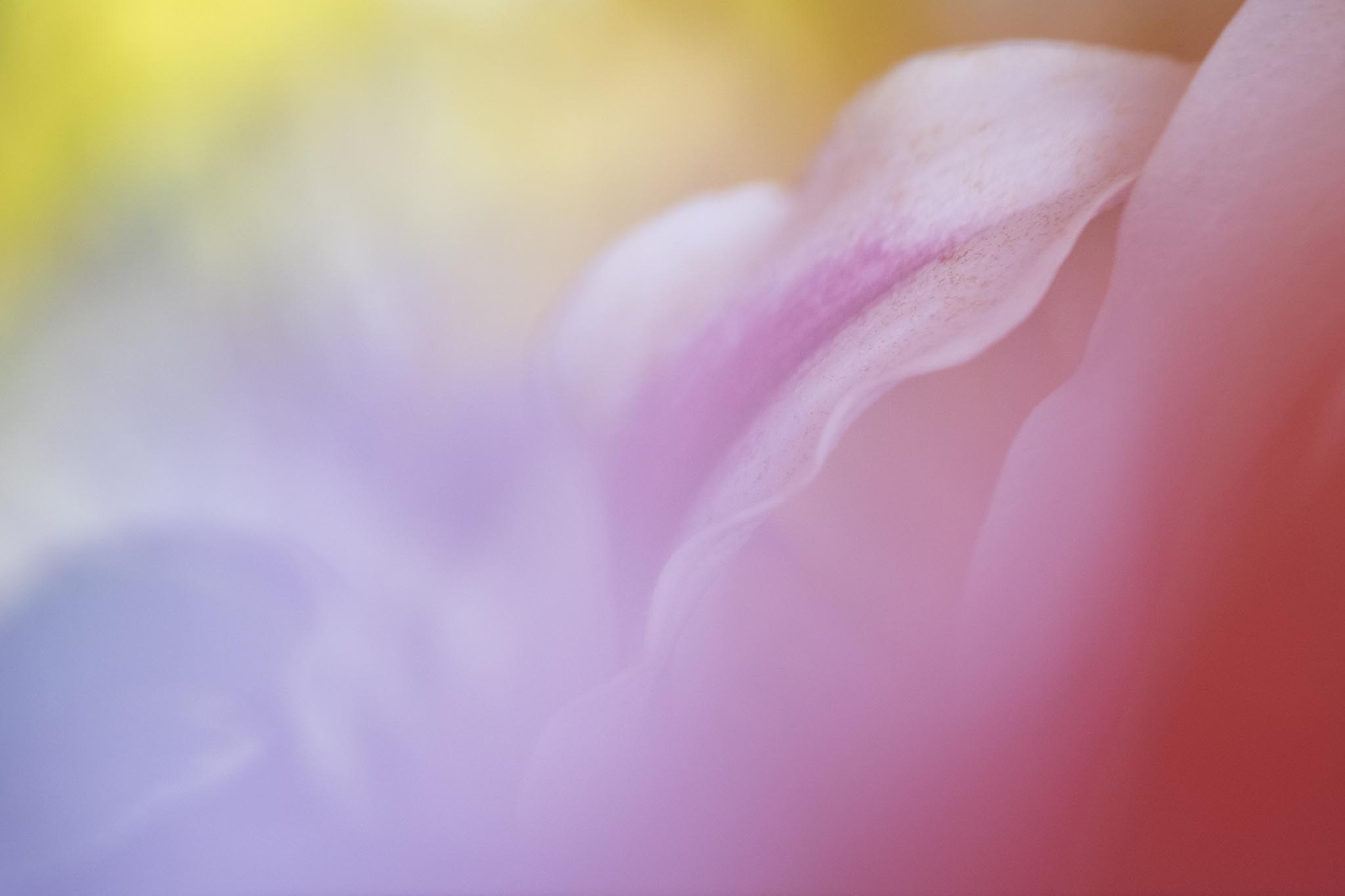 Pink, Purple & Yellow Abstract Flower Picture