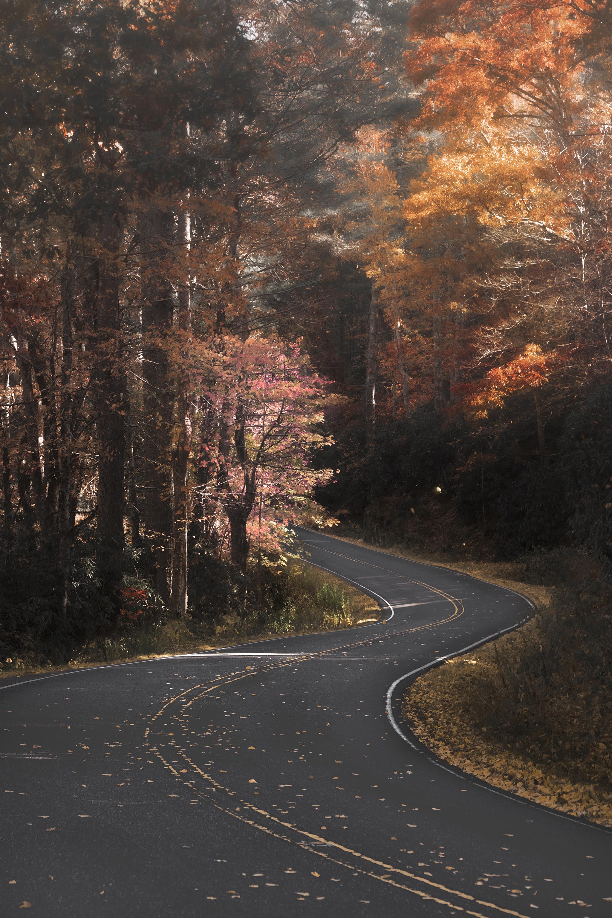 Winding Road in North Carolina during Fall