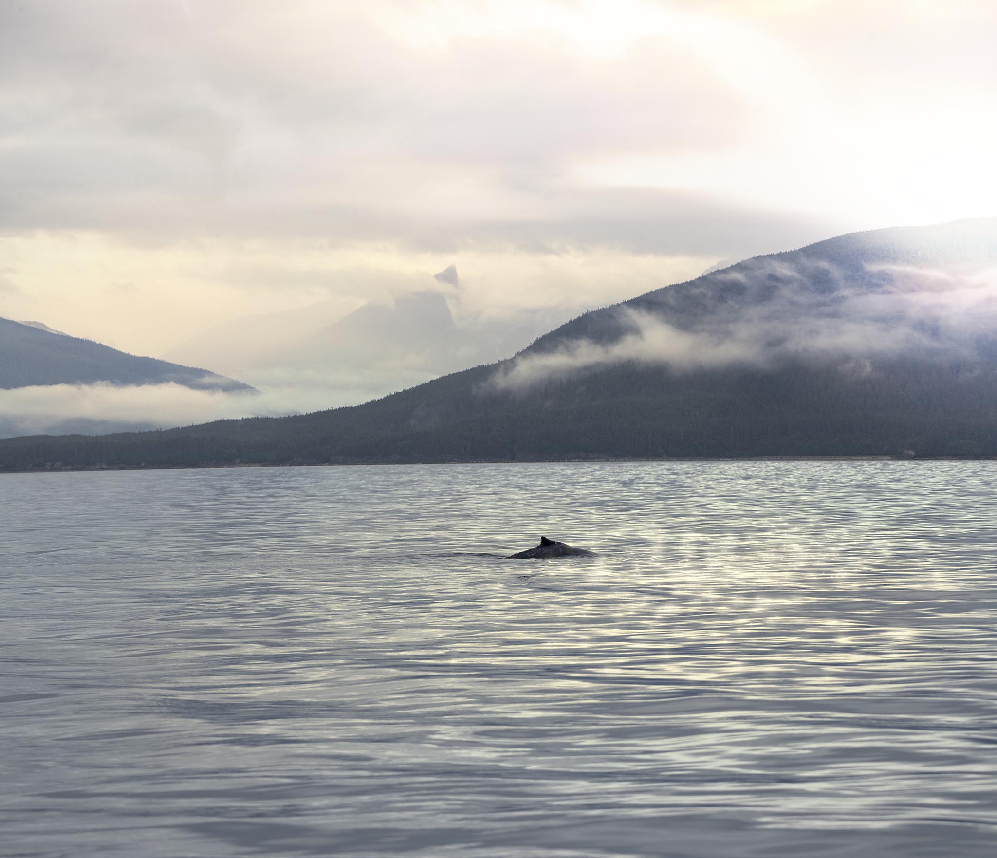 Whale Surfacing in Alaska