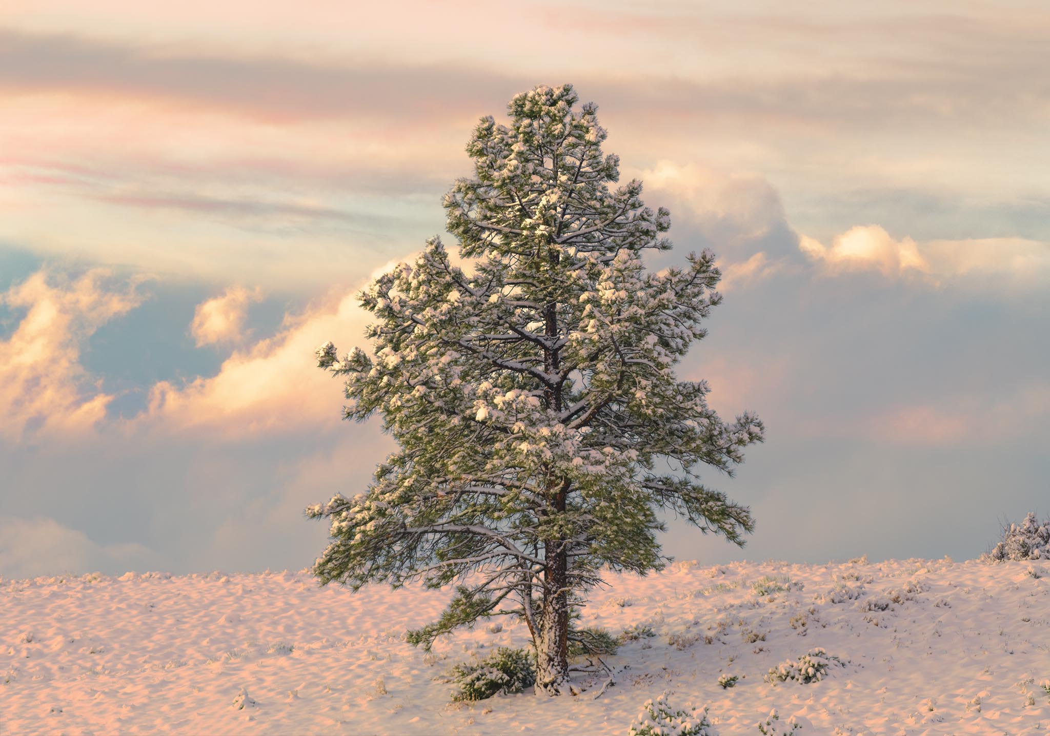 Snowy Tree in Morning