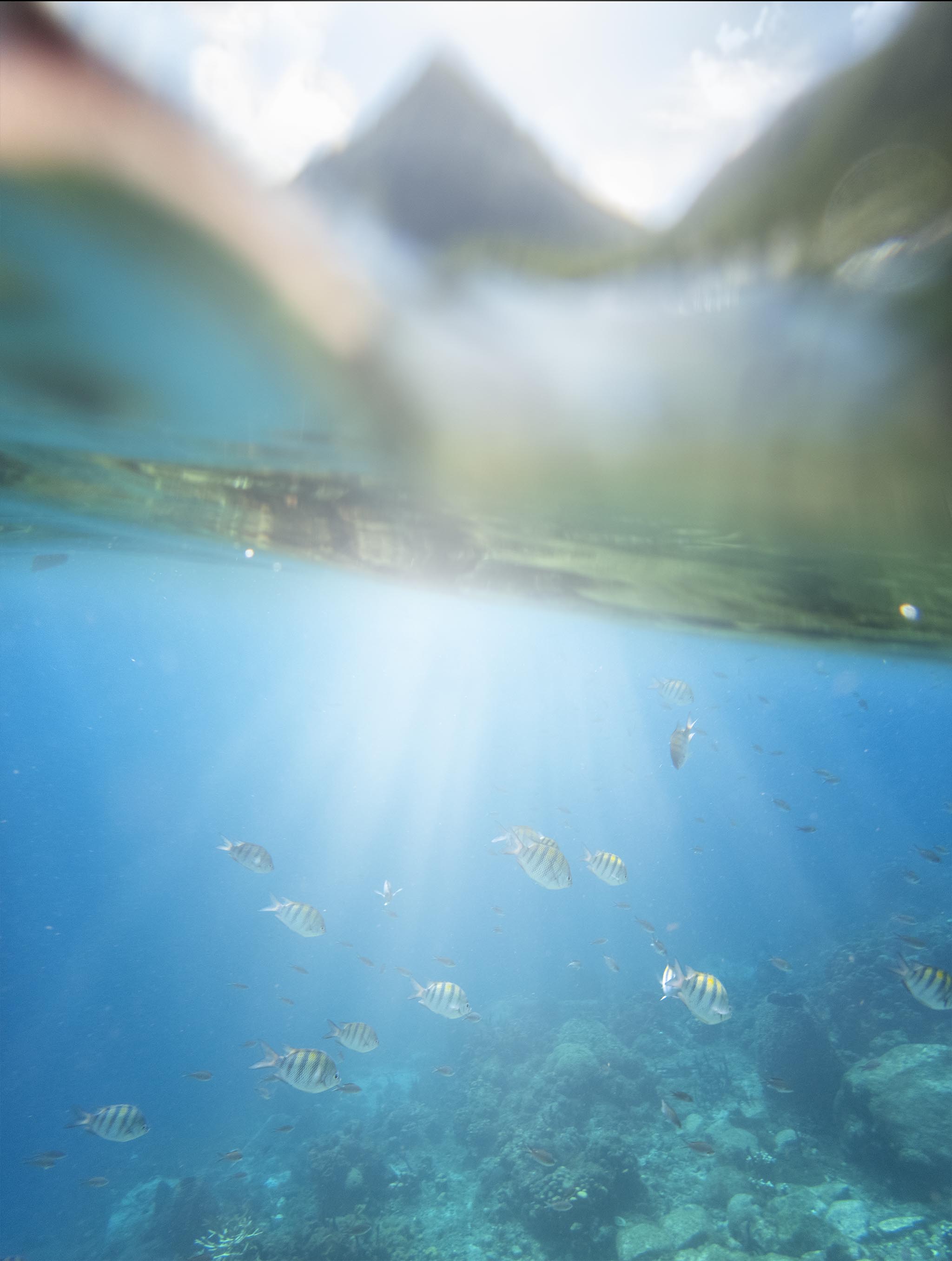 Fish in St. Lucia