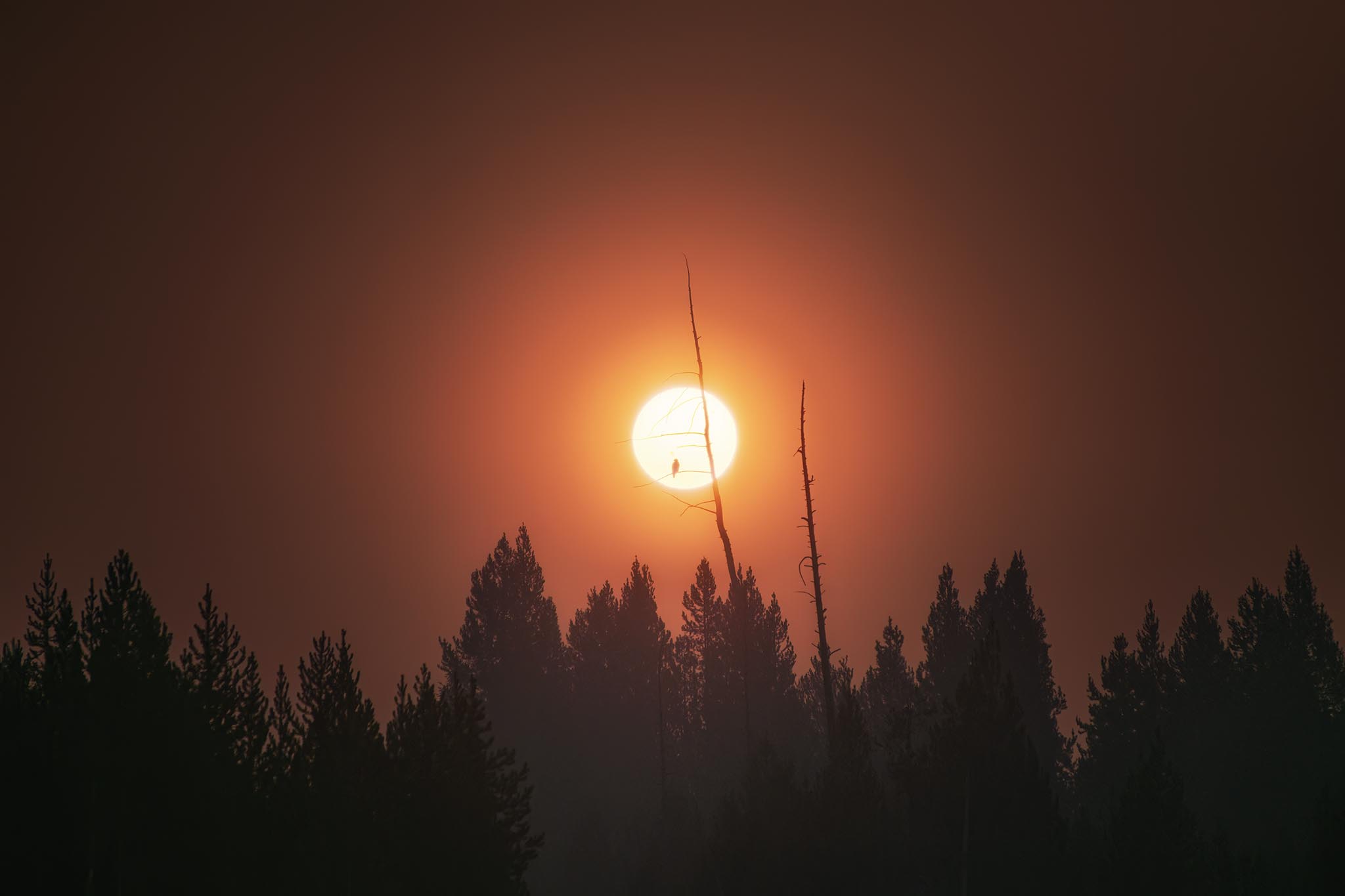 Lone bird sitting in tree at sunrise