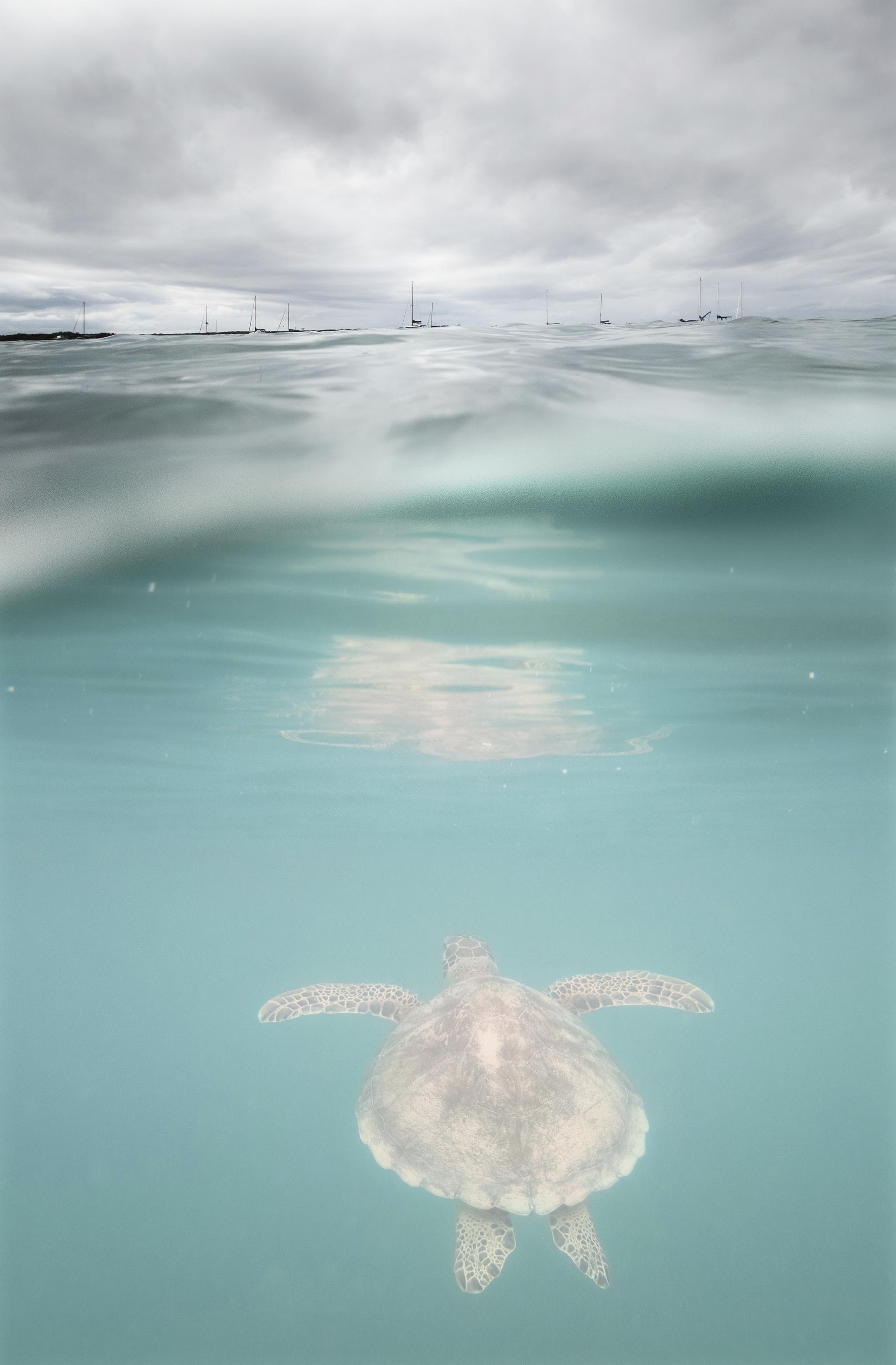 Turtle Swimming in St. Thomas