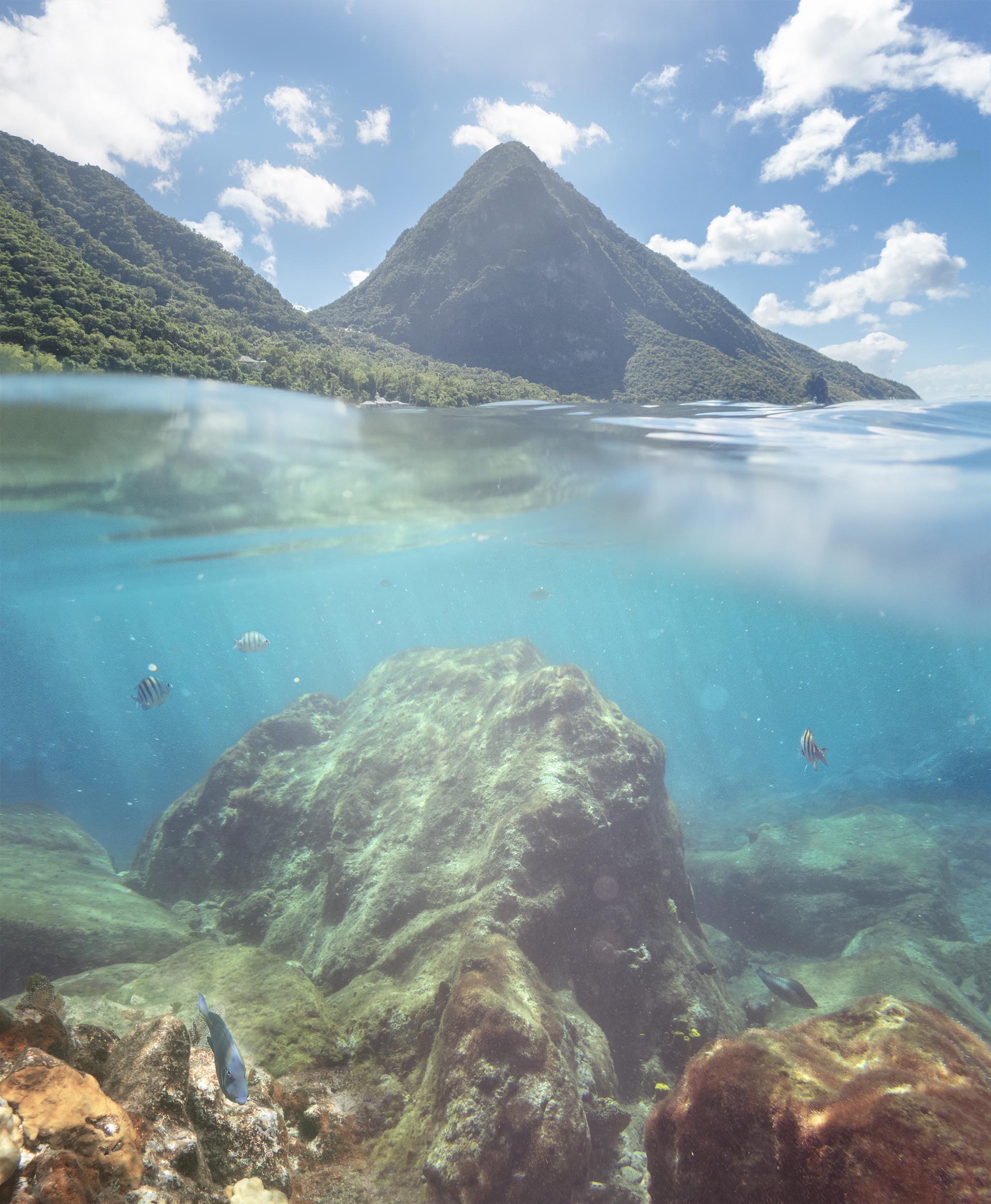 Fish Swim in St. Lucia