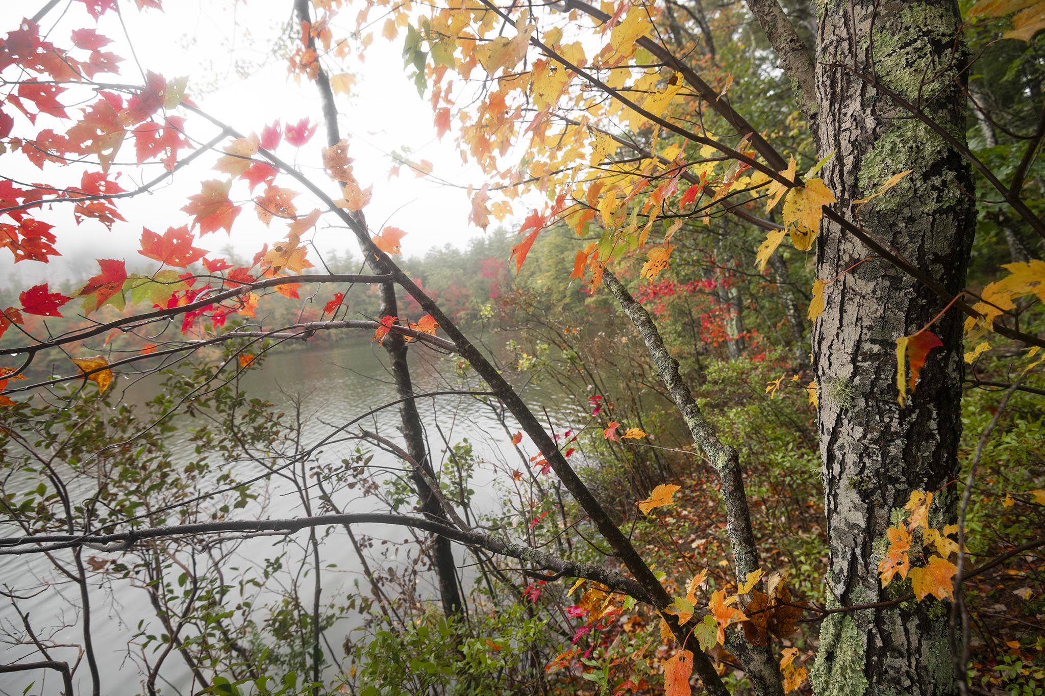 Tree along lake shore with fall colors