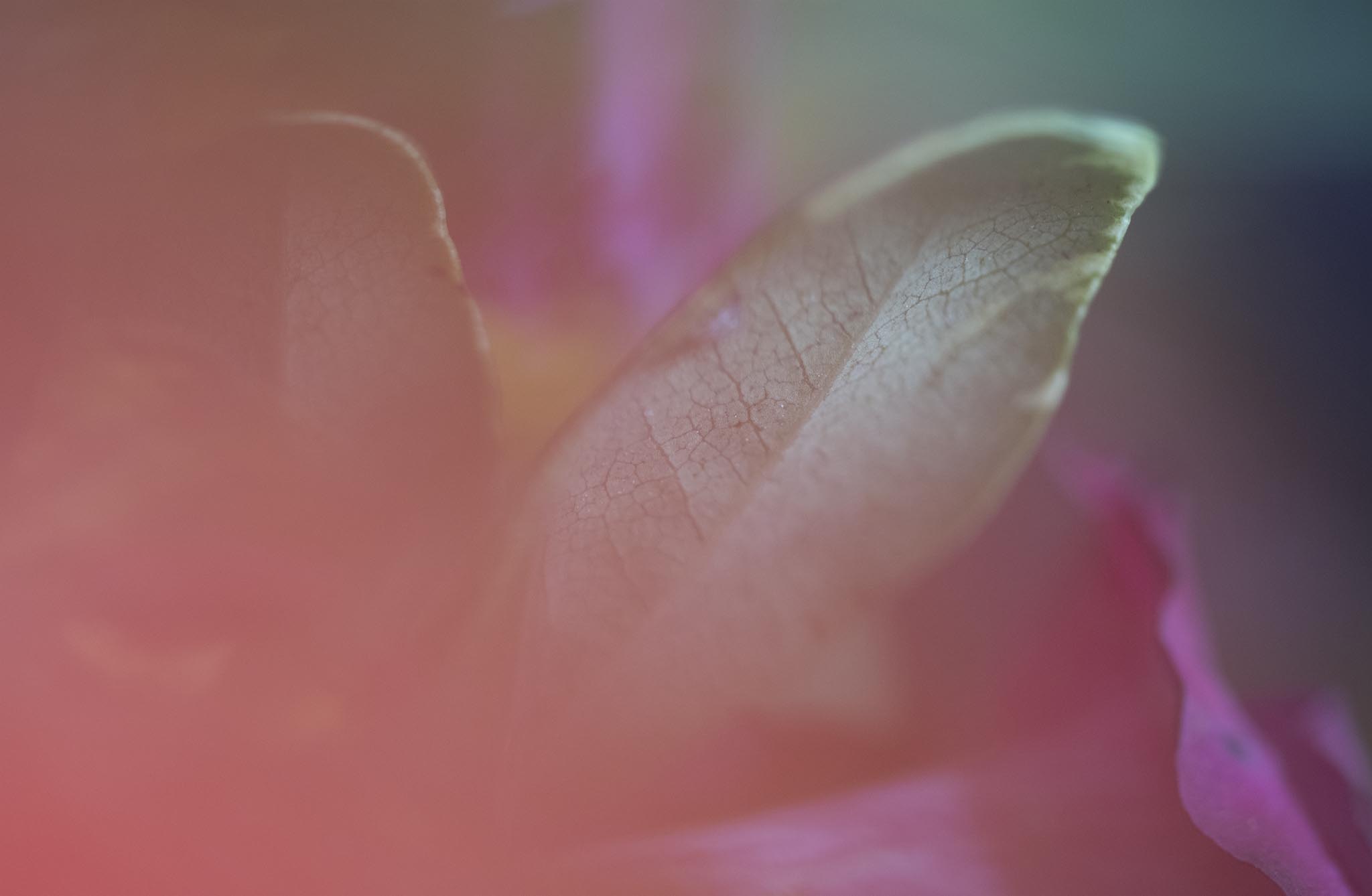 Green leaf among colorful flowers