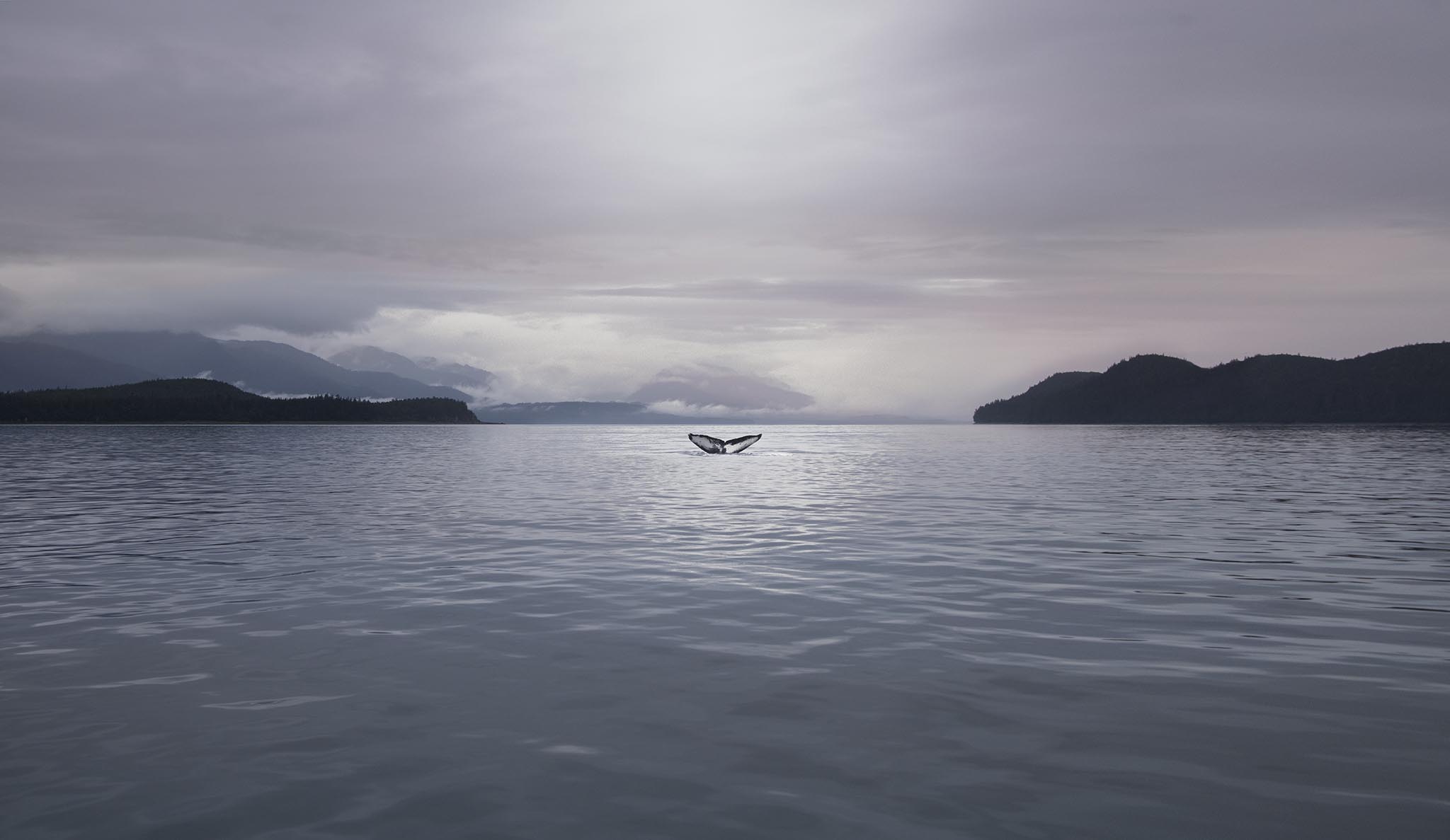 Pattern Whale Tail in Alaska