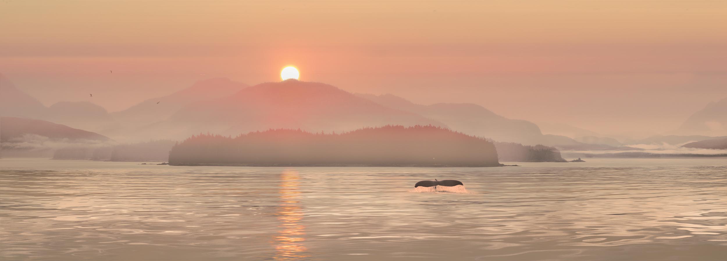 Picture of Whale Tail at Sunrise