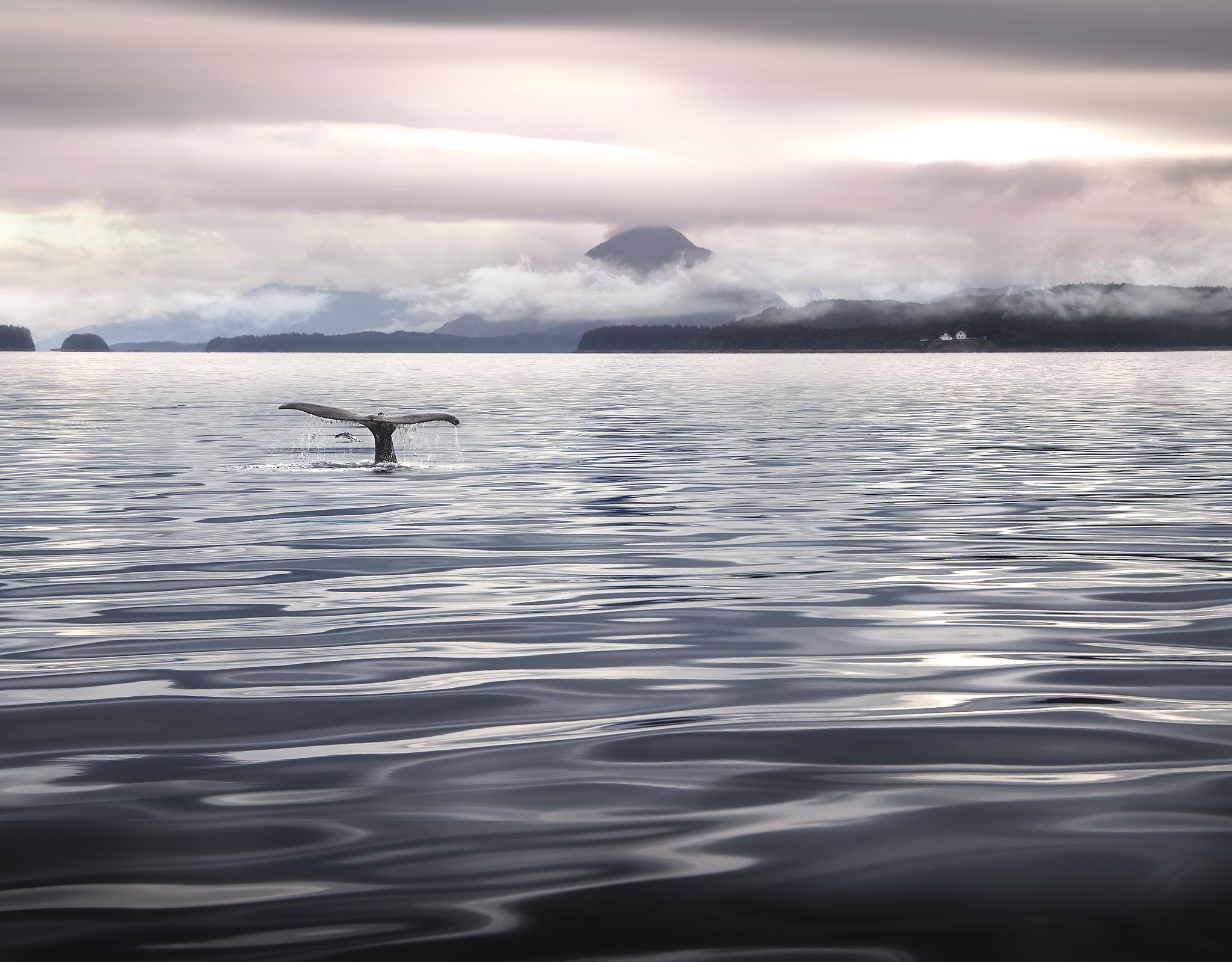 Picture of Whale Tale Heading Toward House