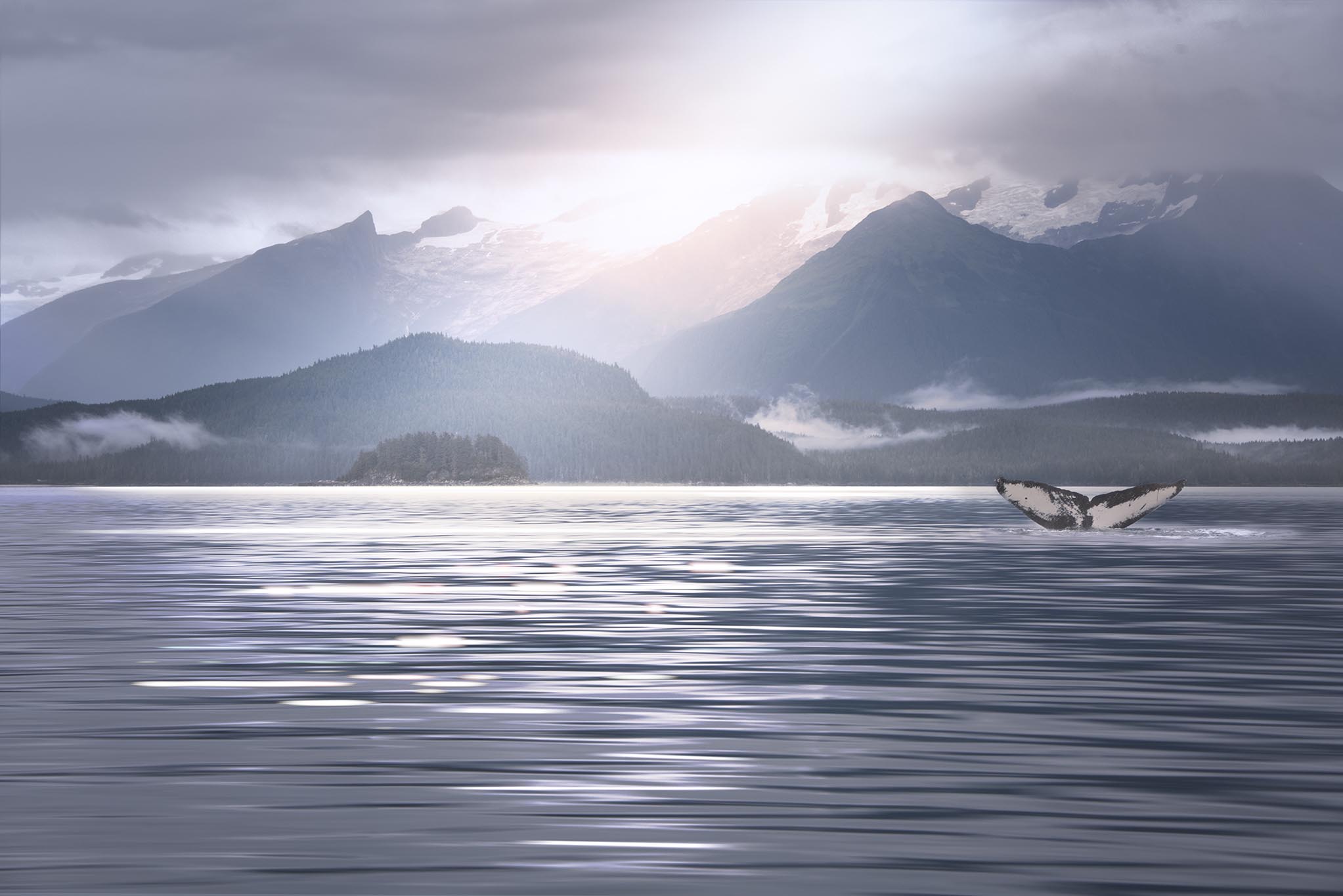 Picture of whale tail in serene light