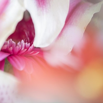 Colorful Flower Abstracts